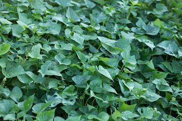 Fototapeta na wymiar Green sweet potato leaves in growth at filed