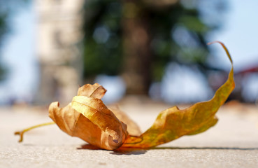 autumn leaves on wooden background
