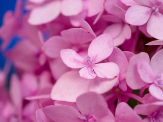Macro image, Close up pink Hydrangea flower.