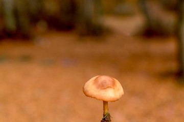 small mushroom in the forest
