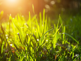 Grass regenerate in the garden.
