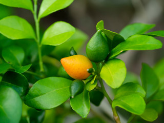 Fruit of Orange Jasmine or China Box flower
