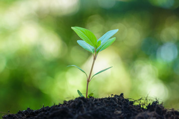 young plant in soil, Small trees are growing Bokeh background