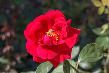 red rose in the garden and the bee
