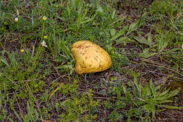 mushrooms in the grass