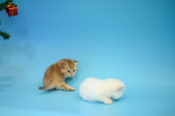 Fototapeta na wymiar Cute British Longhair cat indoor