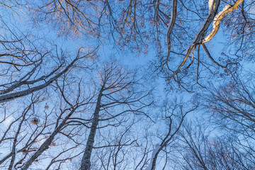 Towada Hachimantai National Park in winter