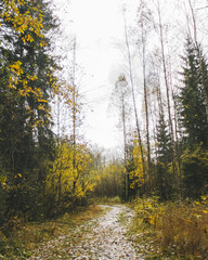 Camino en la Naturaleza