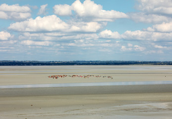 Group of hikers in the bay at low tide. Hike in the bay with a knowledgeable guide. Mont Saint-Michel , Normandy, France
