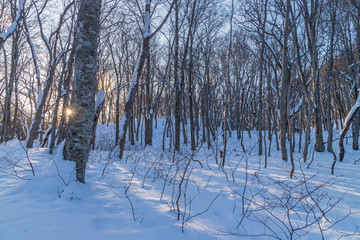Towada Hachimantai National Park in winter