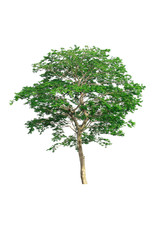 Isolated of tree natural on white background.Beautiful tree from suitable use for natural environment decoration in architectural design, advertising or use with  articles both on print and website.