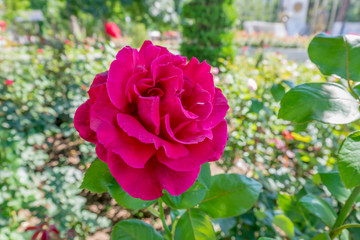 pink rose in the garden