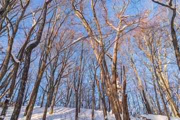 Towada Hachimantai National Park in winter
