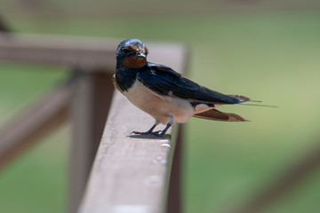 swallow in Lake Manyara National Park, Tanzania