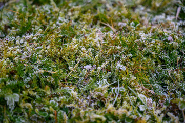 Frozen grass in frost in winter in close-up