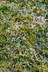 Frozen grass in frost in winter in close-up