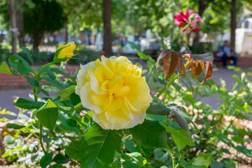 yellow flowers in the garden