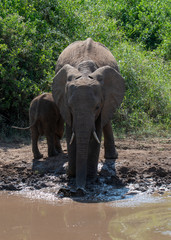 Elephant in Lake Manyara National Park