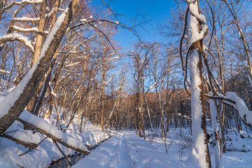 Fototapeta premium Towada Hachimantai National Park in winter