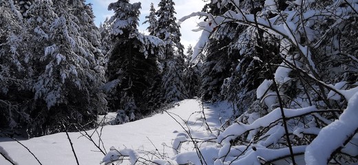 snow covered trees