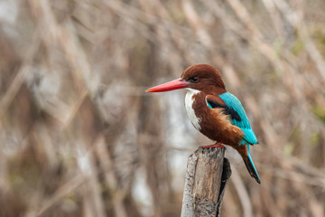 kingfisher on a branch