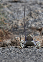 Rock Agama lizard, Serengeti National Park, Tanzania