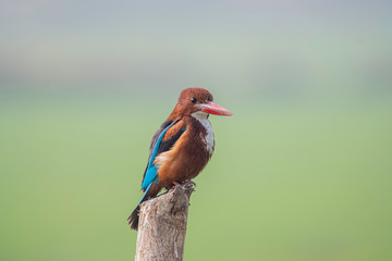 White-throated kingfisher