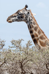 giraffe in Serengeti, Tanzania