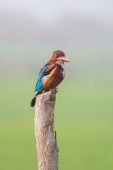 White-throated kingfisher