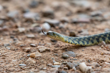 checkered keelback snake 