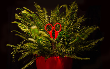 A green fern with red scissors on black background for gardening and florists