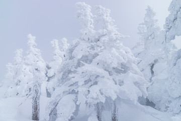 Towada Hachimantai National Park in winter