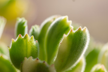 Green cotyledon tomentosa Harv.close up