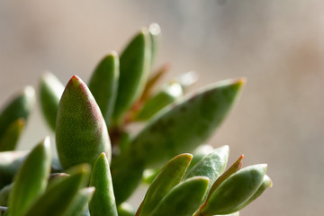 green leaves of a tree