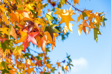 Coloured autumn leaves against a blue sky