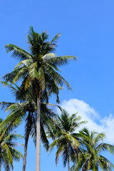 Fototapeta na wymiar Palm Trees On a Beach with a Blue Sky Background