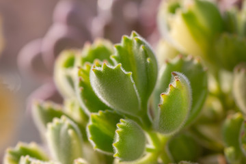 Green cotyledon tomentosa Harv.close up