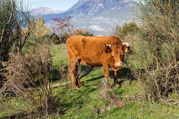 The bull grazing in a mountain meadow