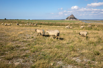 A flock of sheep grazing on the salt meadows close to the Mont Saint-Michel tidal island under a...