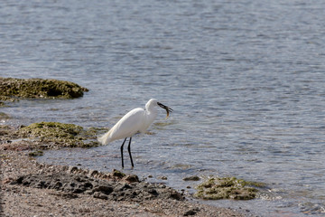 White great heron (Great egret) hunt fish in the sea on a sunny day