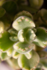 Green cotyledon tomentosa Harv.close up