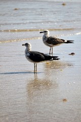 Birds