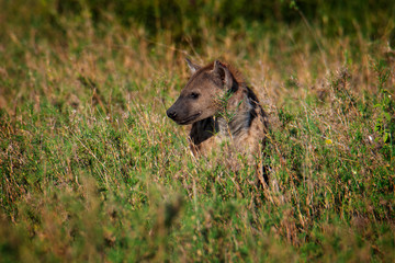 beautiful wild hyena in Serengeti National Park, Tanzania