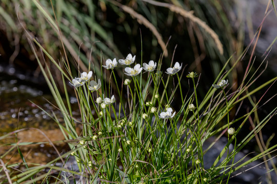 The medicinal plant (Parnassia palustris) with white flowers grows in natural habitat close-up