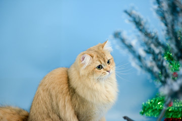 Cute British Longhair cat  indoor