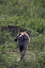 beautiful wild hyena in Serengeti National Park, Tanzania