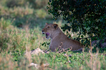 Close up from a Lion  in Serengeti National Park, Tanzania