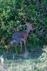 Young African Thompson's Gazelle in Serengeti National Park, Tanzania