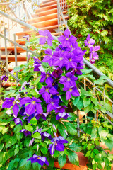 Purple princess flower or glory bush