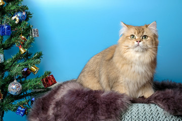 Cute British Longhair cat  indoor